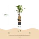 Ribes rubrum Witte Parel - white currant - 2 pieces - 15cm pot 50cm tall