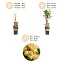 Ribes rubrum Witte Parel - white currant - 2 pieces - 15cm pot 50cm tall
