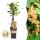 Ribes rubrum Witte Parel - white currant - 2 pieces - 15cm pot 50cm tall