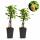 Ribes rubrum Witte Parel - white currant - 2 pieces - 15cm pot 50cm tall