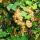 Ribes rubrum Witte Parel - white currant - 2 pieces - 15cm pot 50cm tall