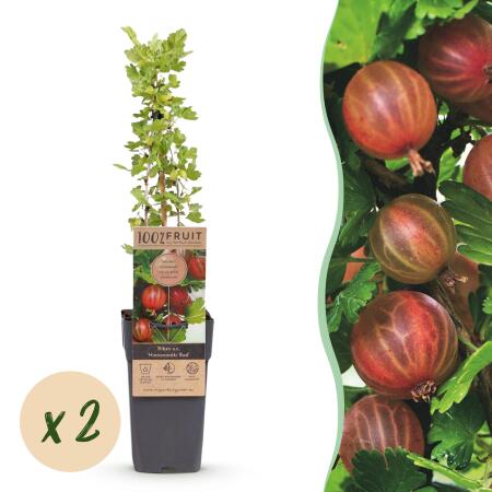 Ribes uva-crispa Hinnonmäki - groseille rouge - 2 pièces - 15cm pot 50cm de haut