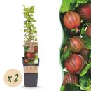 Ribes uva-crispa Hinnonmäki - rote Stachelbeere - 2...