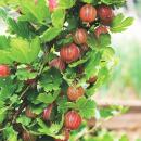 Ribes uva-crispa Hinnonmäki - groseille rouge - 2 pièces - 15cm pot 50cm de haut