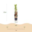 Ribes uva-crispa Hinnonmäki - groseille rouge - 2 pièces - 15cm pot 50cm de haut