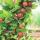 Ribes uva-crispa Hinnonmäki - groseille rouge - 2 pièces - 15cm pot 50cm de haut