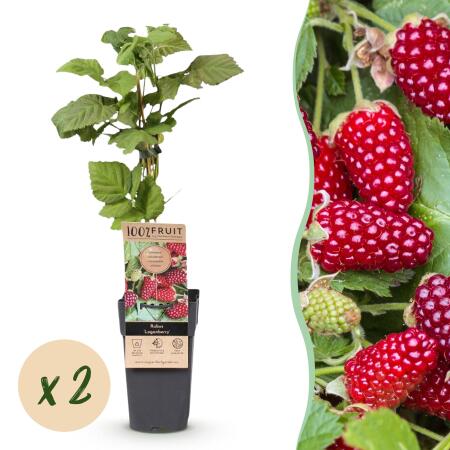 Rubus Thornless Loganberry - Himbeere - 2 Stück - 15cm 50cm