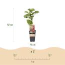 Rubus Thornless Loganberry - Himbeere - 2 Stück -...