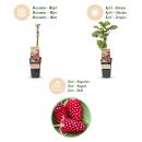 Rubus Thornless Loganberry - Himbeere - 2 Stück - 15cm 50cm