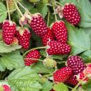 Rubus Thornless Loganberry - Himbeere - 2 Stück - 15cm 50cm