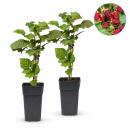Rubus Thornless Loganberry - Himbeere - 2 Stück - 15cm 50cm