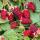 Rubus Thornless Loganberry - Himbeere - 2 Stück - 15cm 50cm