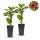 Rubus Thornless Loganberry - Himbeere - 2 Stück - 15cm 50cm