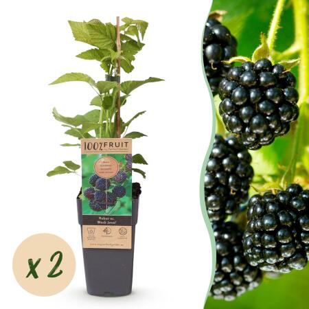 Rubus occ. Black Jewel - black raspberry - 2 pieces - 15cm pot - 50cm