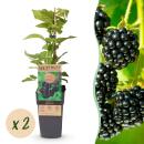 Rubus occ. Black Jewel - schwarze Himbeere - 2 Stück...