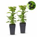 Rubus occ. Black Jewel - schwarze Himbeere - 2 Stück...