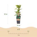 Rubus occ. Black Jewel - black raspberry - 2 pieces - 15cm pot - 50cm