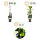 Rubus occ. Black Jewel - black raspberry - 2 pieces - 15cm pot - 50cm