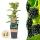 Rubus occ. Black Jewel - black raspberry - 2 pieces - 15cm pot - 50cm