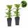 Rubus occ. Black Jewel - black raspberry - 2 pieces - 15cm pot - 50cm