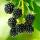 Rubus occ. Black Jewel - black raspberry - 2 pieces - 15cm pot - 50cm