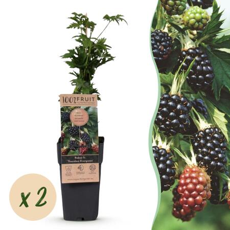 Rubus fruticosus Thornless Evergreen Blackberry thornless 2 pieces 15cm 50cm