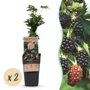 Rubus fruticosus Thornless Evergreen Brombeere stachellos...