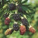 Rubus fruticosus Thornless Evergreen Blackberry thornless 2 pieces 15cm 50cm