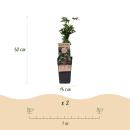 Rubus fruticosus Thornless Evergreen Blackberry thornless 2 pieces 15cm 50cm