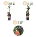 Rubus fruticosus Thornless Evergreen Blackberry thornless 2 pieces 15cm 50cm