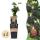 Rubus fruticosus Thornless Evergreen Blackberry thornless 2 pieces 15cm 50cm