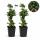 Rubus fruticosus Thornless Evergreen Blackberry thornless 2 pieces 15cm 50cm