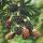 Rubus fruticosus Thornless Evergreen Blackberry thornless 2 pieces 15cm 50cm