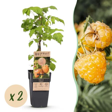 Rubus idaeus "Fallgold" - Framboise jaune - 2 pièces - 15cm pot - 50cm de haut