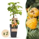 Rubus idaeus "Fallgold" - Himbeere gelb - 2...