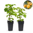 Rubus idaeus "Fallgold" - Himbeere gelb - 2...