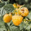 Rubus idaeus "Fallgold" - Framboise jaune - 2 pièces - 15cm pot - 50cm de haut