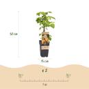 Rubus idaeus "Fallgold" - Framboise jaune - 2 pièces - 15cm pot - 50cm de haut