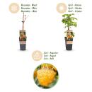 Rubus idaeus "Fallgold" - Framboise jaune - 2 pièces - 15cm pot - 50cm de haut