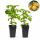 Rubus idaeus "Fallgold" - Framboise jaune - 2 pièces - 15cm pot - 50cm de haut