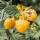 Rubus idaeus "Fallgold" - Framboise jaune - 2 pièces - 15cm pot - 50cm de haut