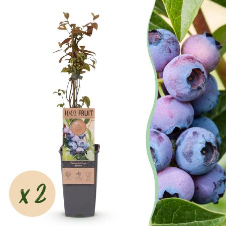 Vaccinium corymbosum "Jersey" - Myrtille Bleue 2 pièces 15cm 50cm de haut