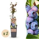 Vaccinium corymbosum "Jersey" - Heidelbeere...