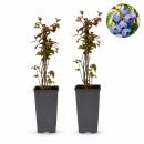 Vaccinium corymbosum "Jersey" - Heidelbeere...