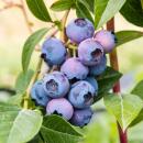 Vaccinium corymbosum "Jersey" - Myrtille Bleue 2 pièces 15cm 50cm de haut