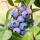 Vaccinium corymbosum "Jersey" - Myrtille Bleue 2 pièces 15cm 50cm de haut