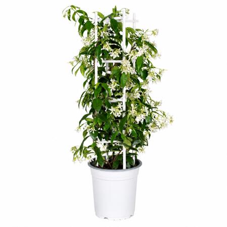 Trachelospermum jasm. Star of Venice - Climbing plant  23cm 70cm high