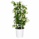 Trachelospermum jasm. Star of Venice - Climbing plant...
