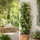 Trachelospermum jasm. Star of Venice - Kletterpflanze...