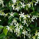Trachelospermum jasm. Star of Venice - Climbing plant  23cm 70cm high